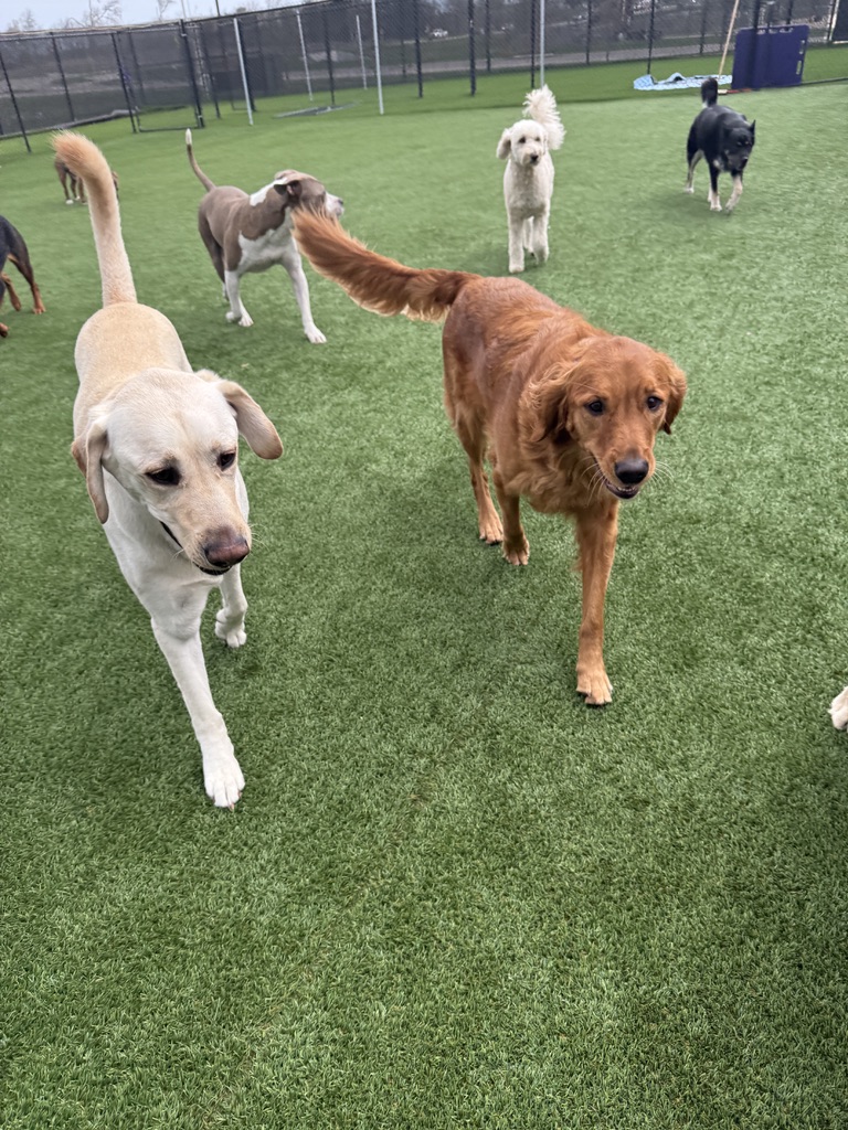 Daycare dogs at Eastern Iowa Pet Resort