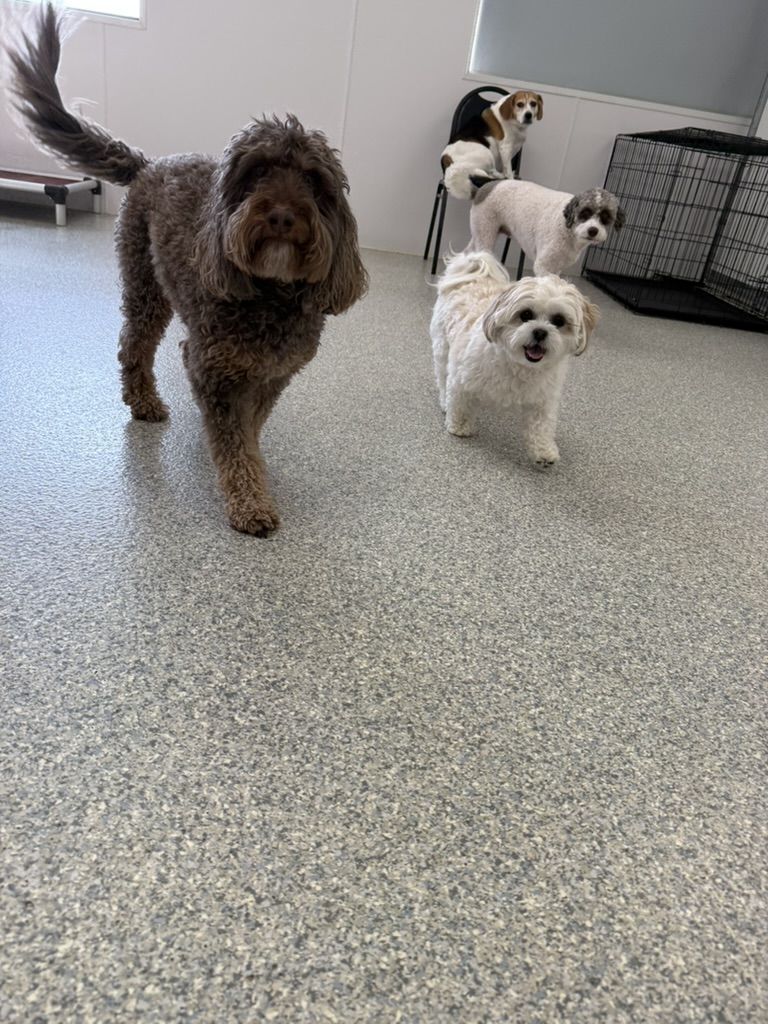 Daycare dogs at Eastern Iowa Pet Resort