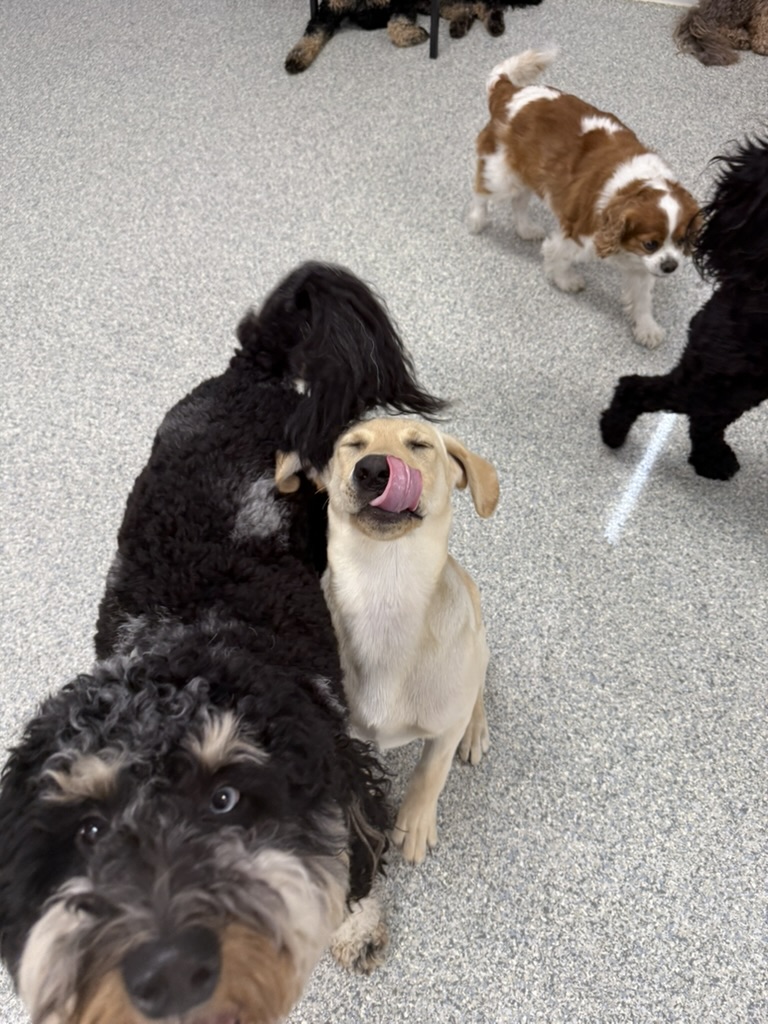 Daycare dogs at Eastern Iowa Pet Resort