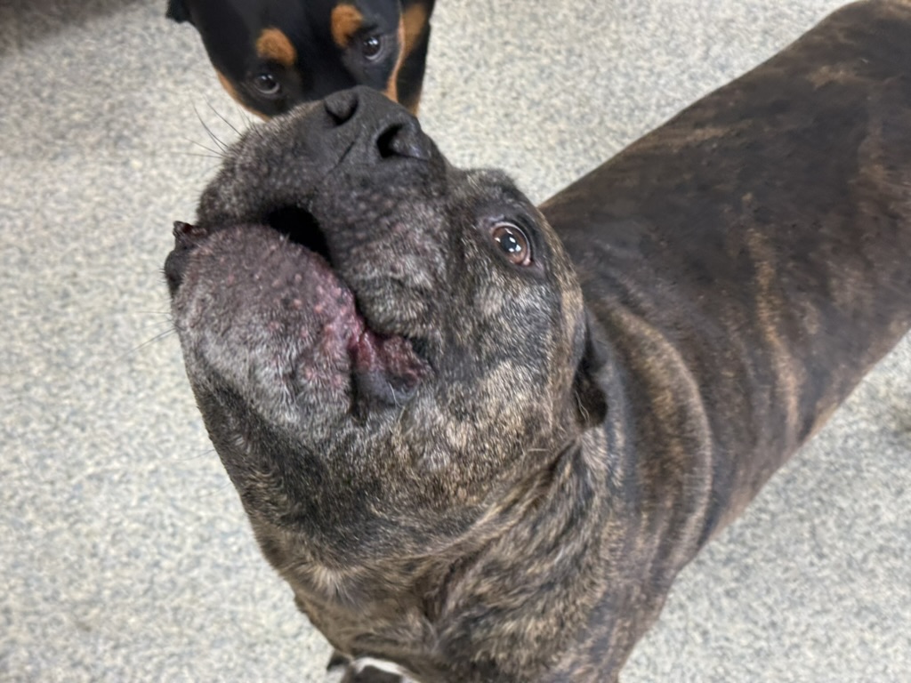 Daycare dogs at Eastern Iowa Pet Resort