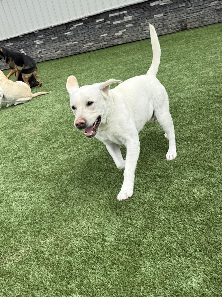 Daycare dogs at Eastern Iowa Pet Resort