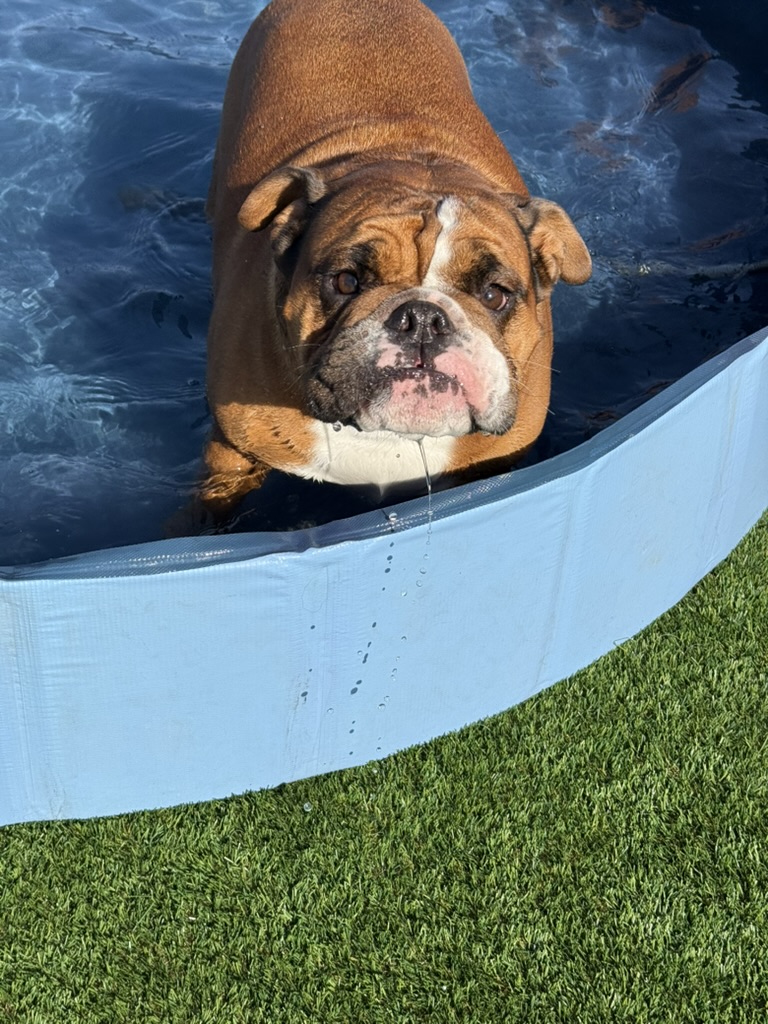 Daycare dogs at Eastern Iowa Pet Resort