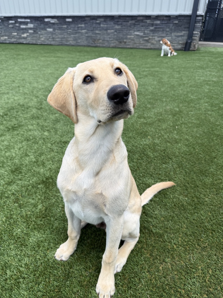 Daycare dogs at Eastern Iowa Pet Resort
