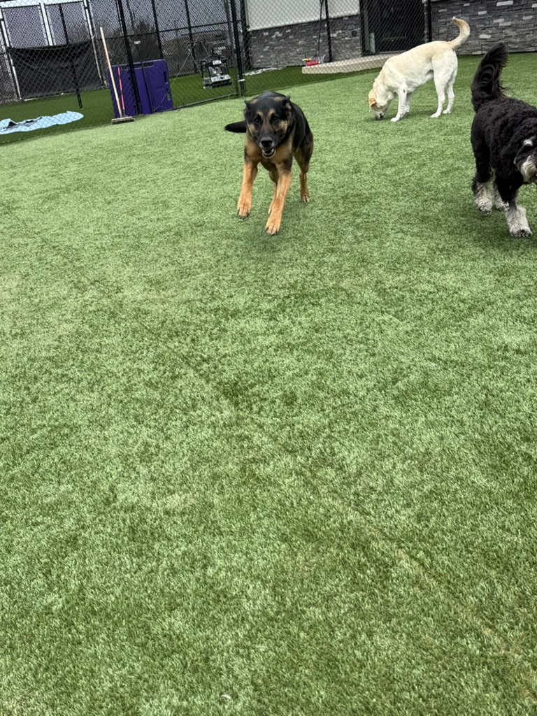 Daycare dogs at Eastern Iowa Pet Resort