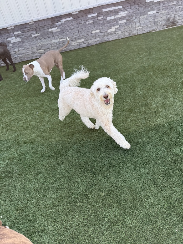 Daycare dogs at Eastern Iowa Pet Resort