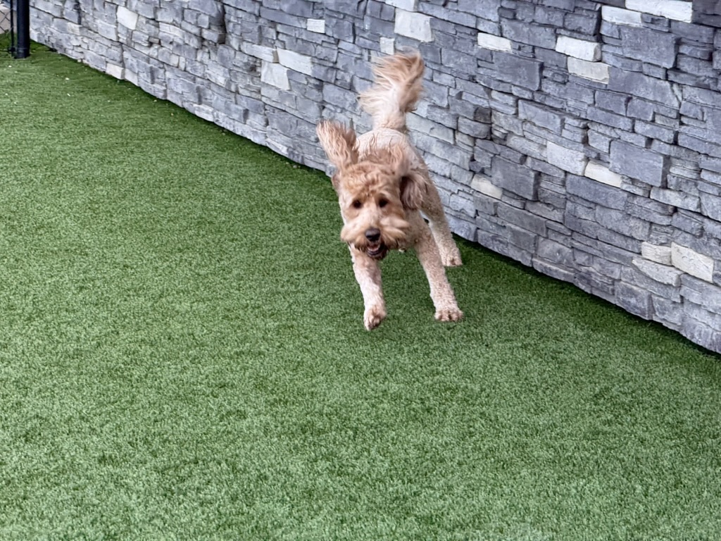 Daycare dogs at Eastern Iowa Pet Resort