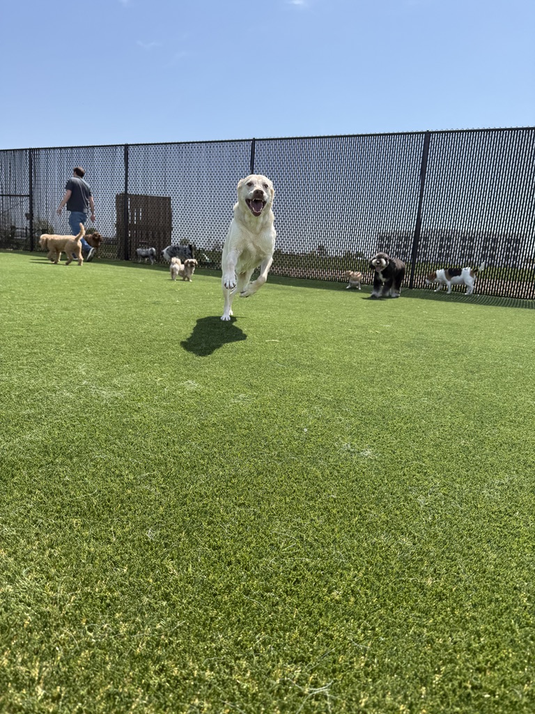 Daycare dogs at Eastern Iowa Pet Resort