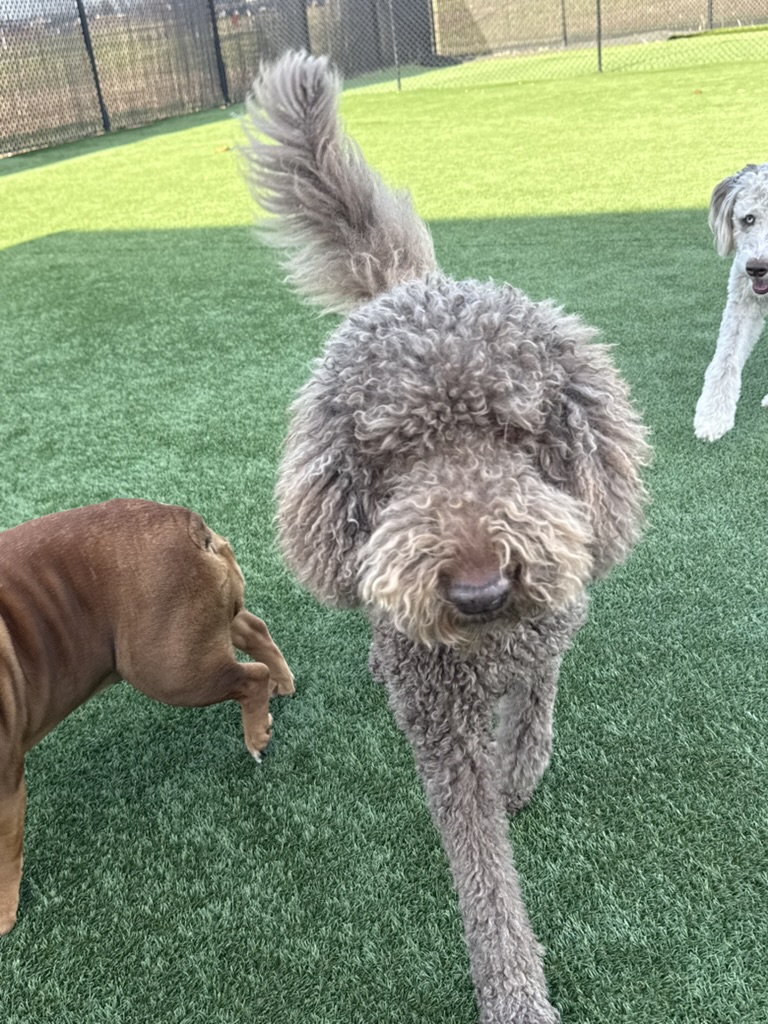 Daycare dogs at Eastern Iowa Pet Resort