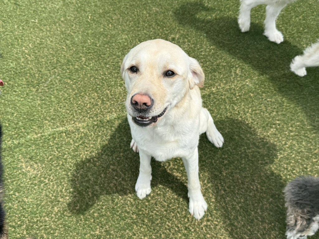Daycare dogs at Eastern Iowa Pet Resort