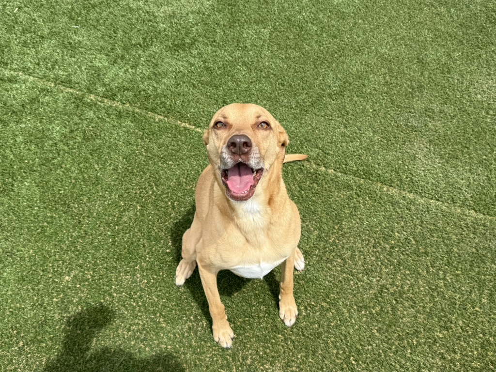 Daycare dogs at Eastern Iowa Pet Resort