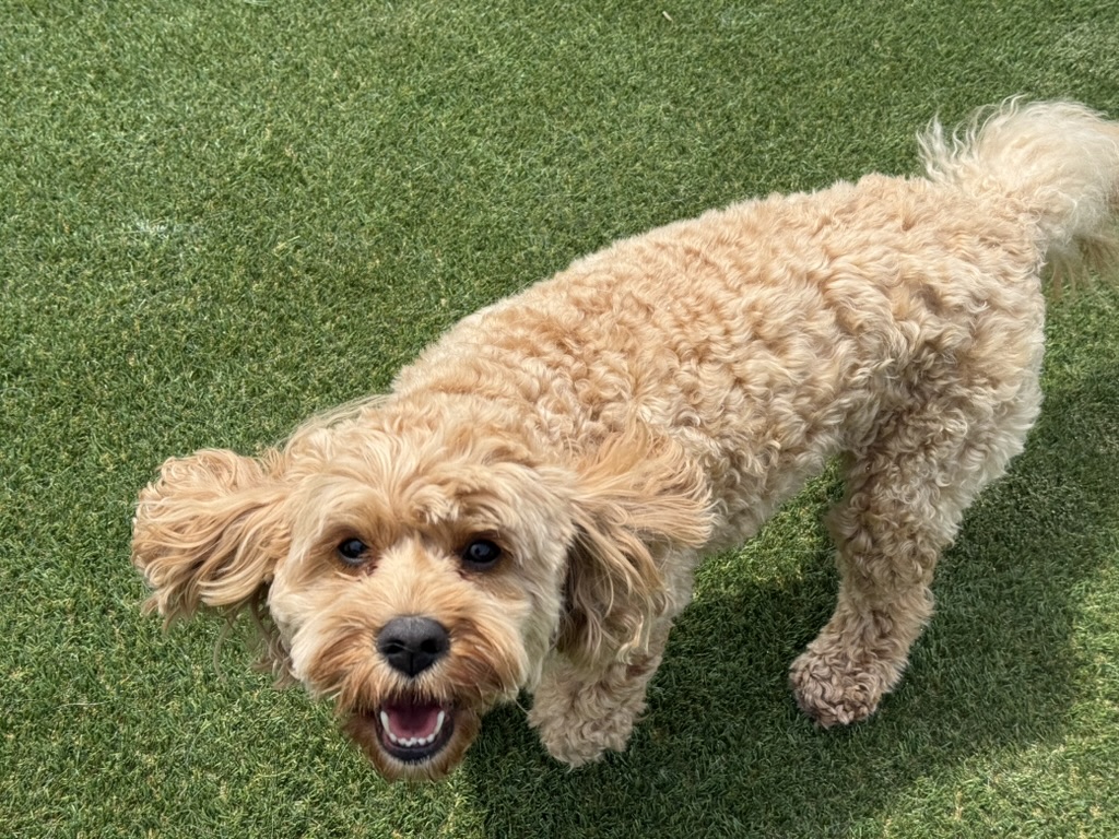 Daycare dogs at Eastern Iowa Pet Resort