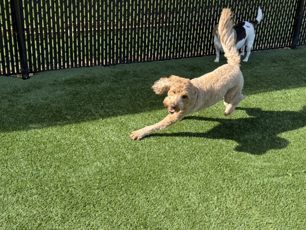 Daycare dogs at Eastern Iowa Pet Resort