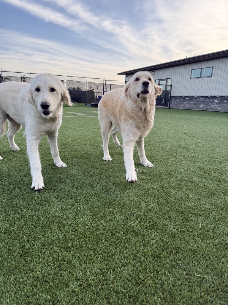Daycare dogs at Eastern Iowa Pet Resort