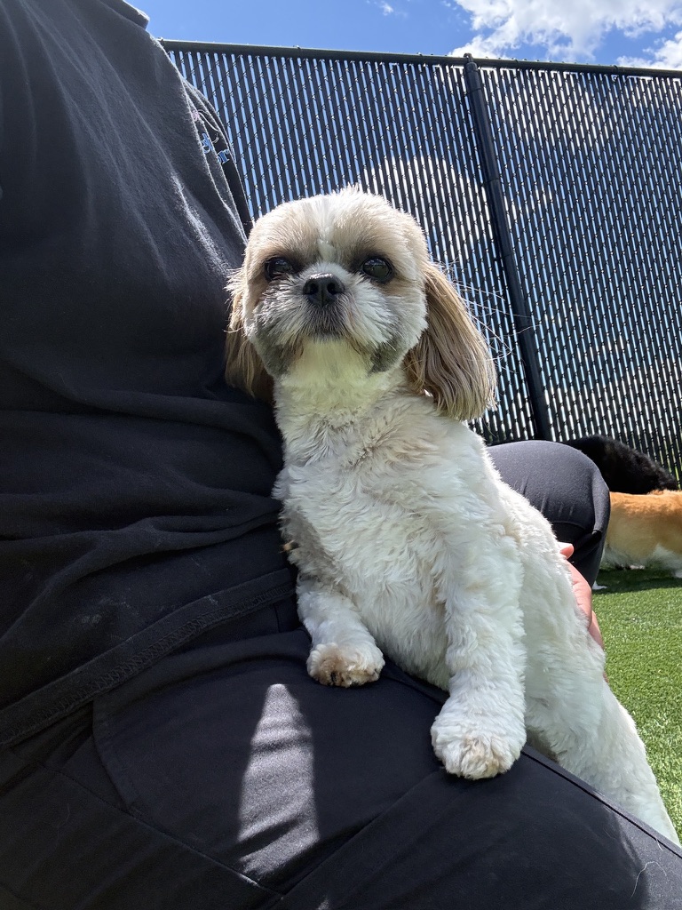 Daycare dogs at Eastern Iowa Pet Resort