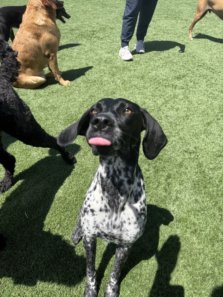 Daycare dogs at Eastern Iowa Pet Resort