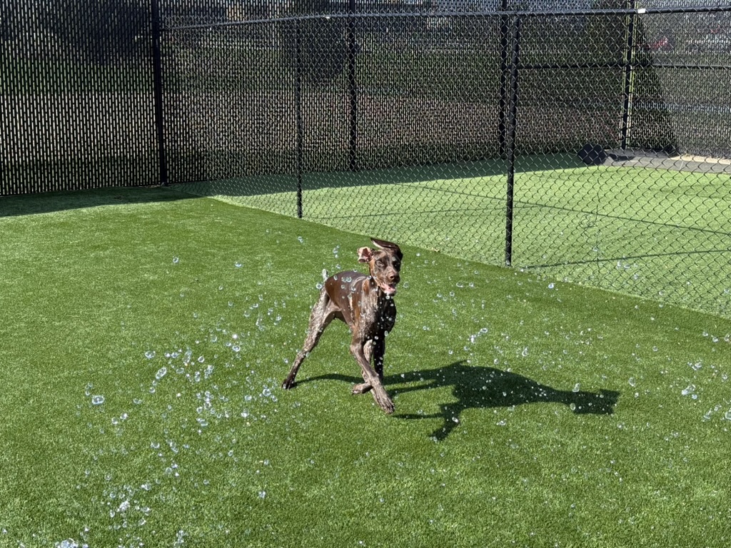 Daycare dogs at Eastern Iowa Pet Resort
