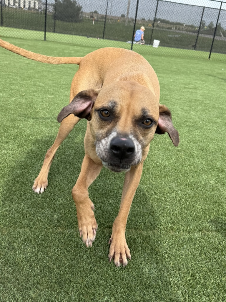 Daycare dogs at Eastern Iowa Pet Resort