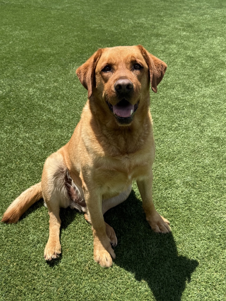 Daycare dogs at Eastern Iowa Pet Resort