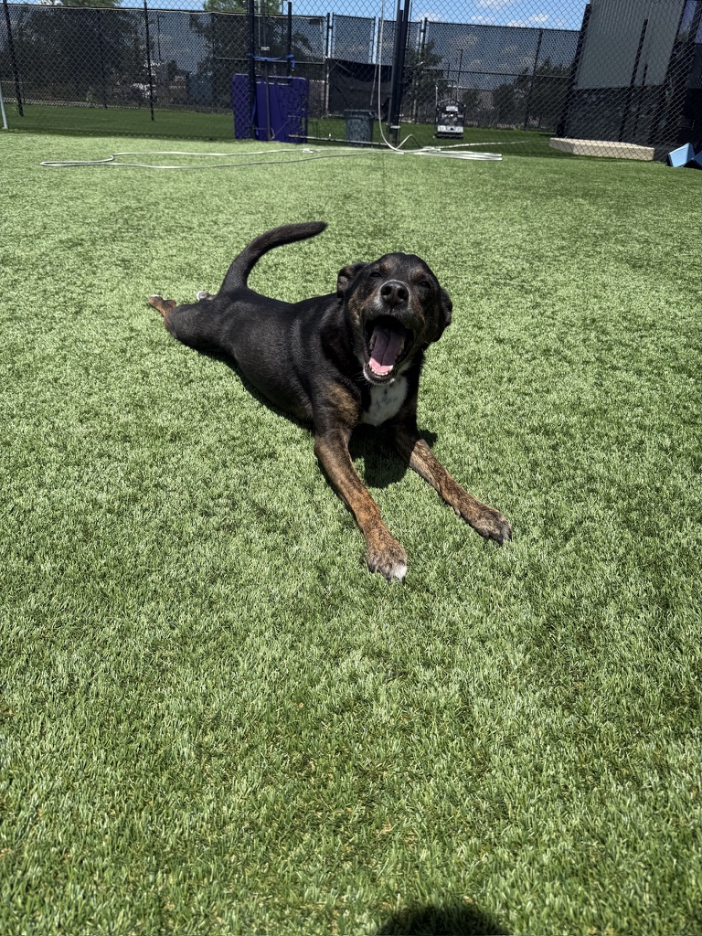 Daycare dogs at Eastern Iowa Pet Resort
