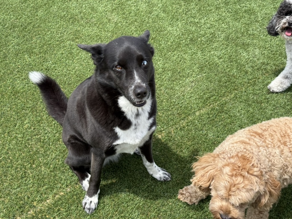 Daycare dogs at Eastern Iowa Pet Resort