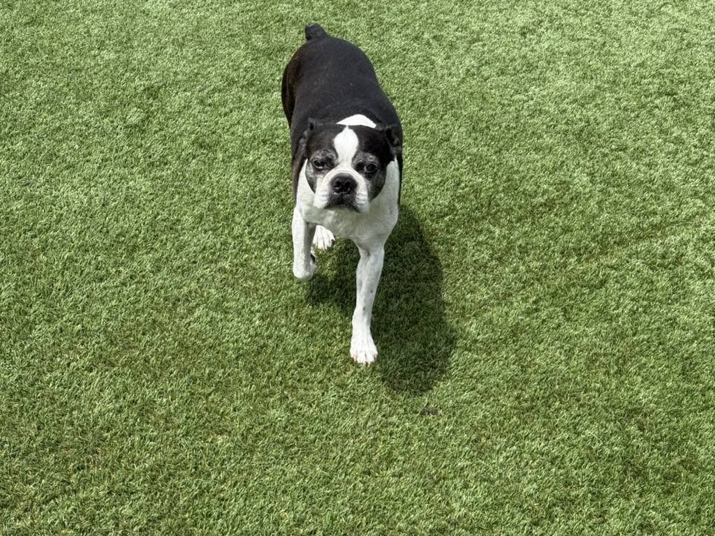Daycare dogs at Eastern Iowa Pet Resort