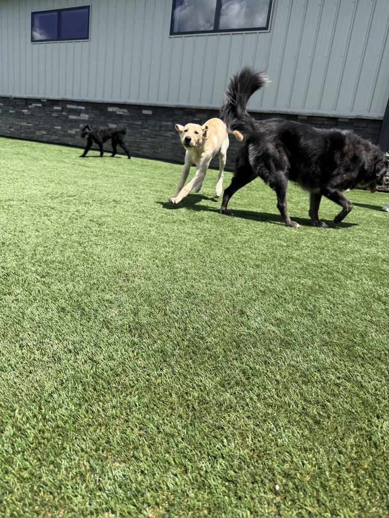 Daycare dogs at Eastern Iowa Pet Resort