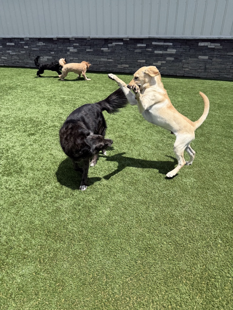 Daycare dogs at Eastern Iowa Pet Resort