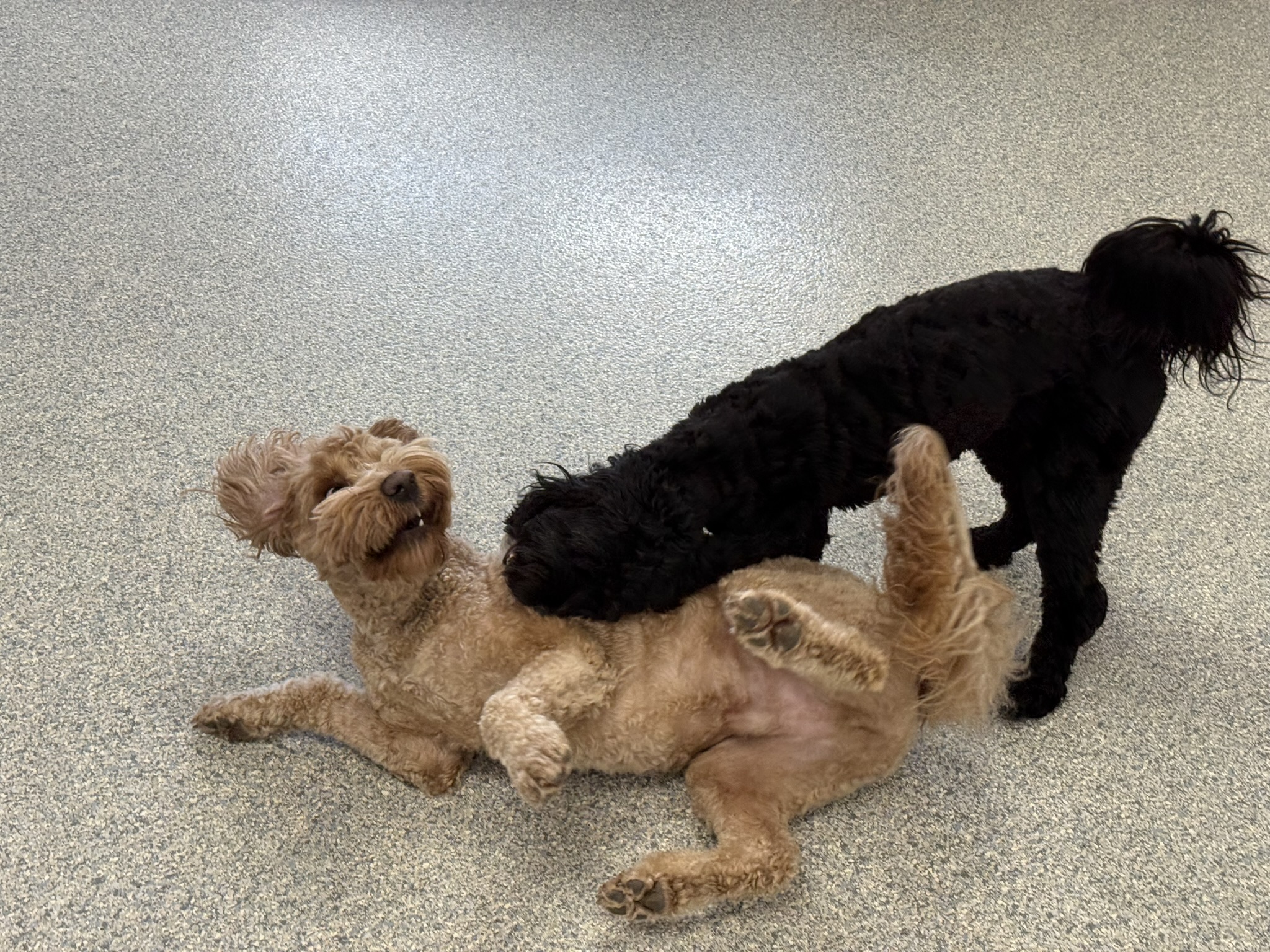 Daycare dogs at Eastern Iowa Pet Resort