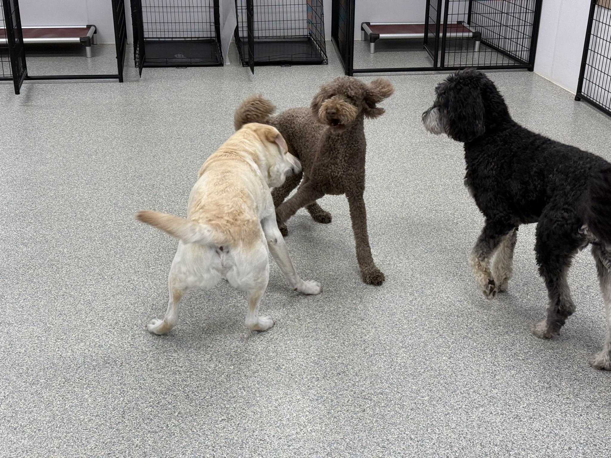 Daycare dogs at Eastern Iowa Pet Resort