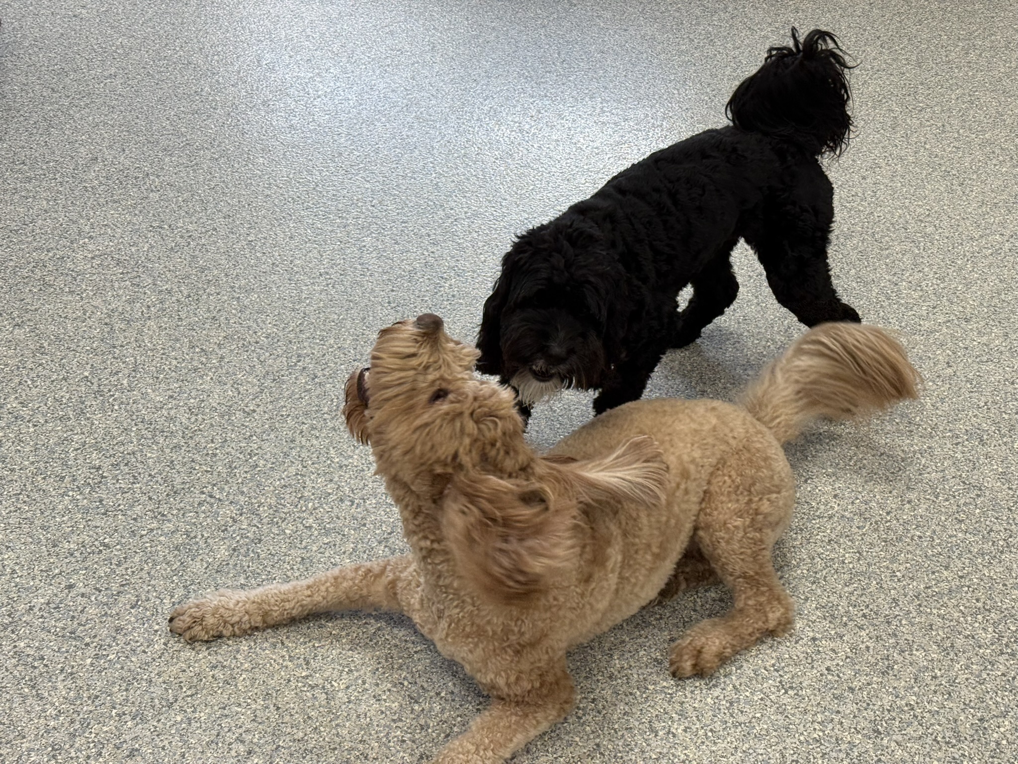 Daycare dogs at Eastern Iowa Pet Resort