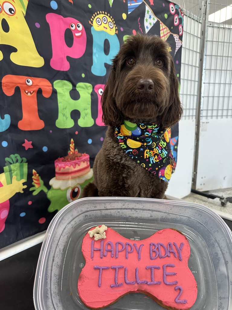 Dog celebrating a birthday pawty at Eastern Iowa Pet Resort daycare