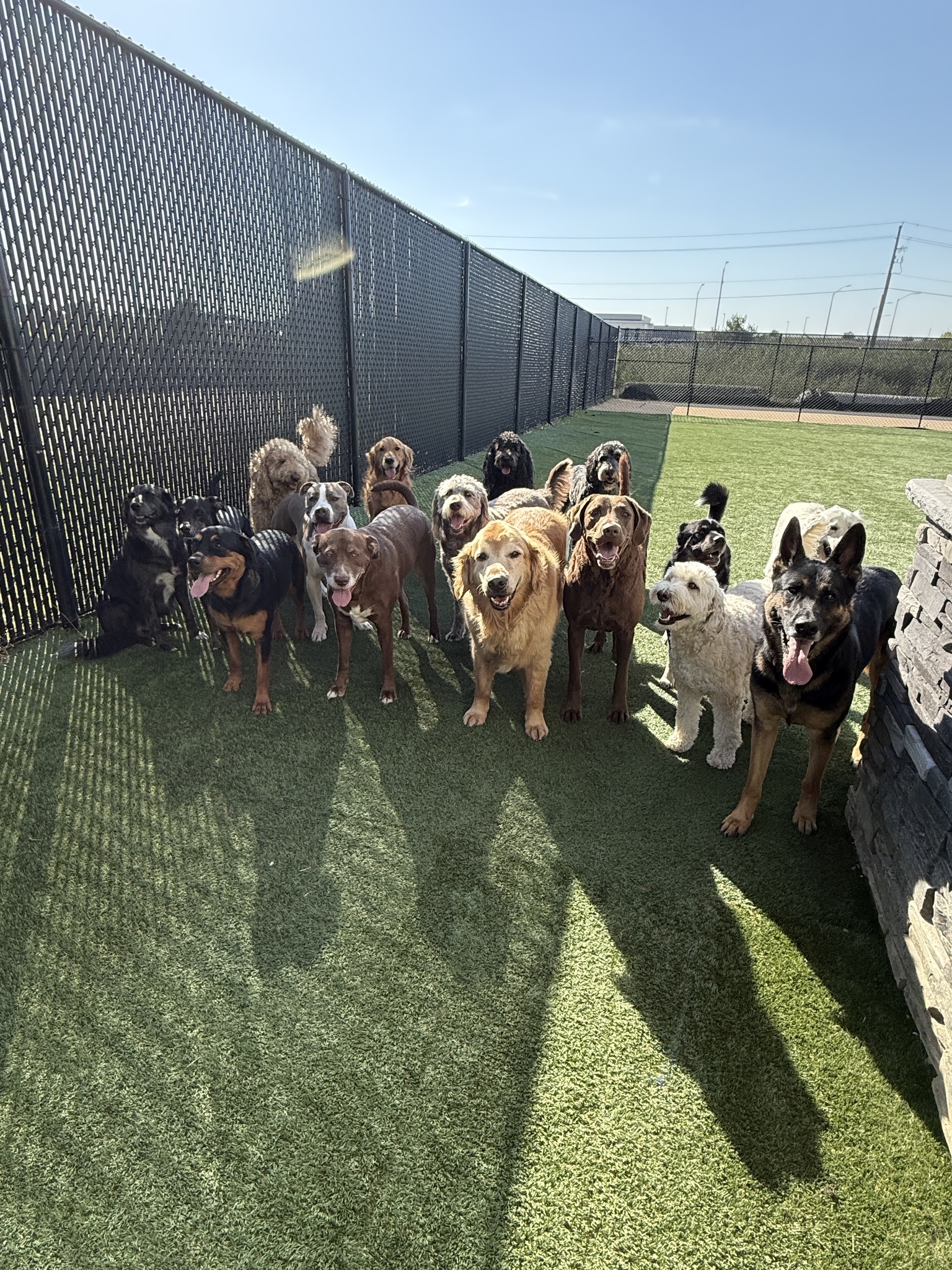 Daycare dogs grouped together in an outdoor play yard at Eastern Iowa Pet Resort