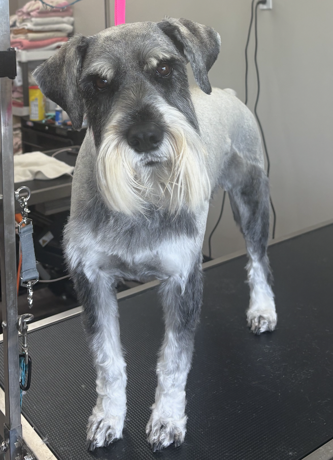 Freshly groomed tan dog standing on a grooming table