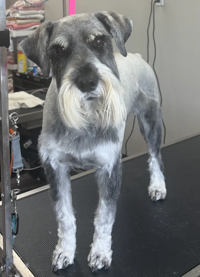 Freshly groomed tan dog standing on a grooming table