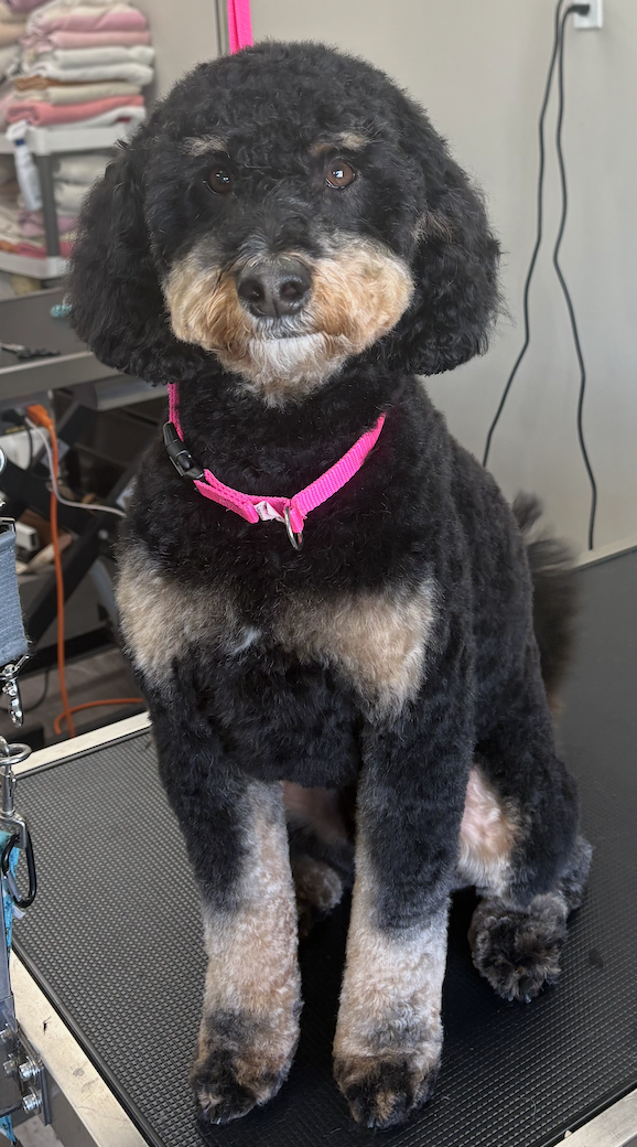 Freshly groomed tan dog wearing a blue bandana