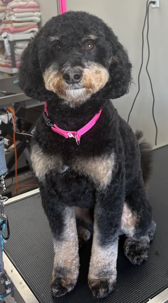 Freshly groomed tan dog wearing a blue bandana