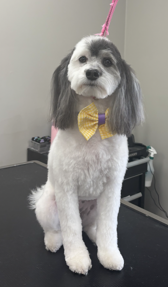 Freshly groomed tan dog smiling on a grooming table