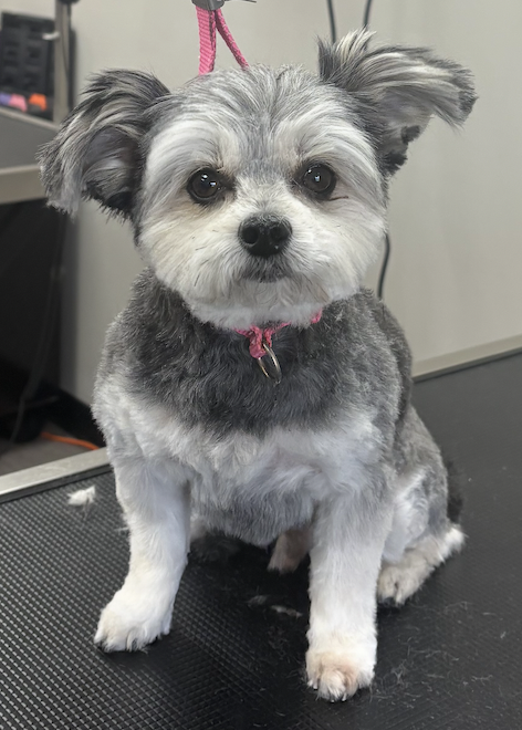 Freshly groomed tan dog wearing a bow tie