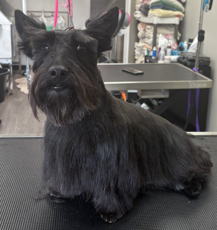Freshly groomed gray poodle wearing a red bandana