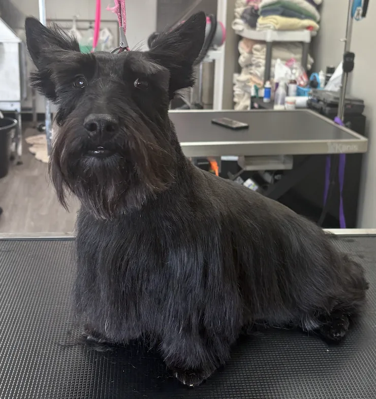 Freshly groomed gray poodle wearing a red bandana