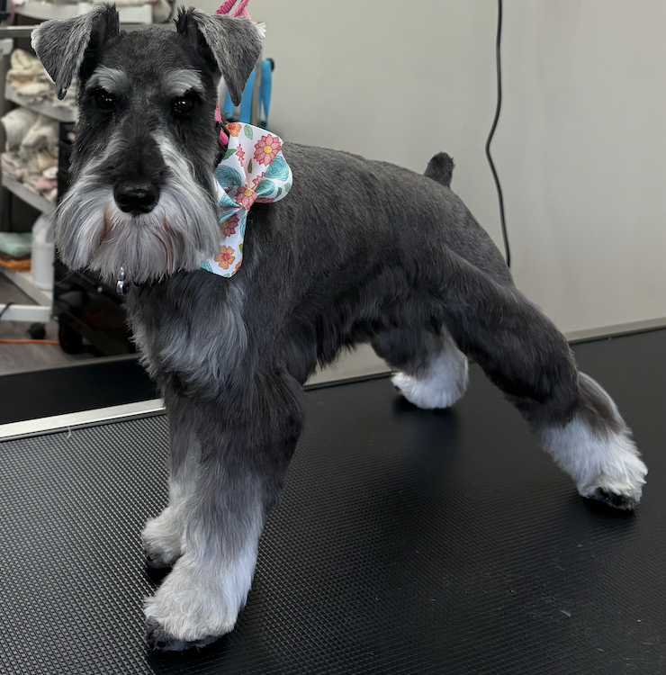 Freshly groomed schnauzer standing on a grooming table