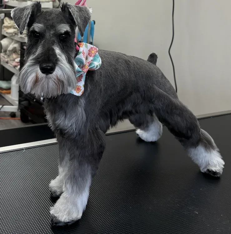 Freshly groomed schnauzer standing on a grooming table