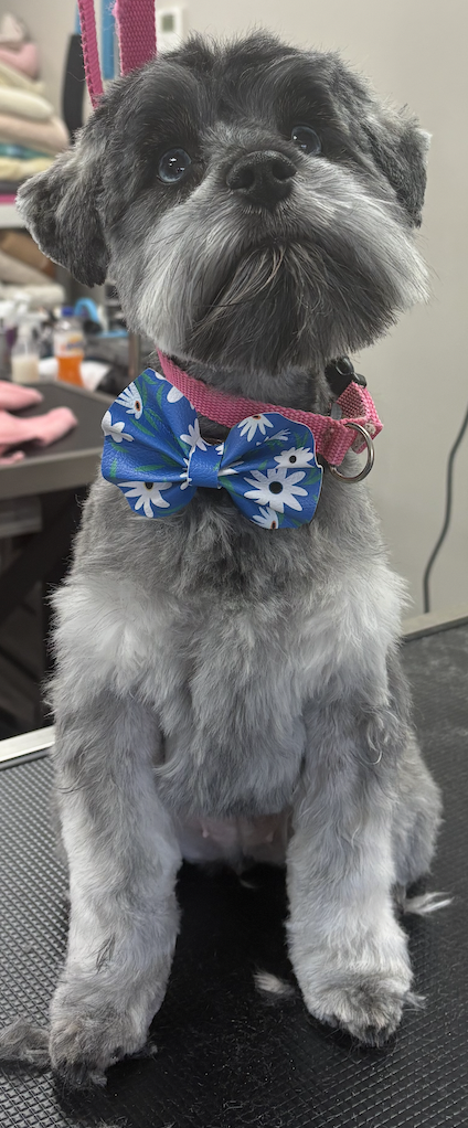 Black dog wearing a bow tie after grooming
