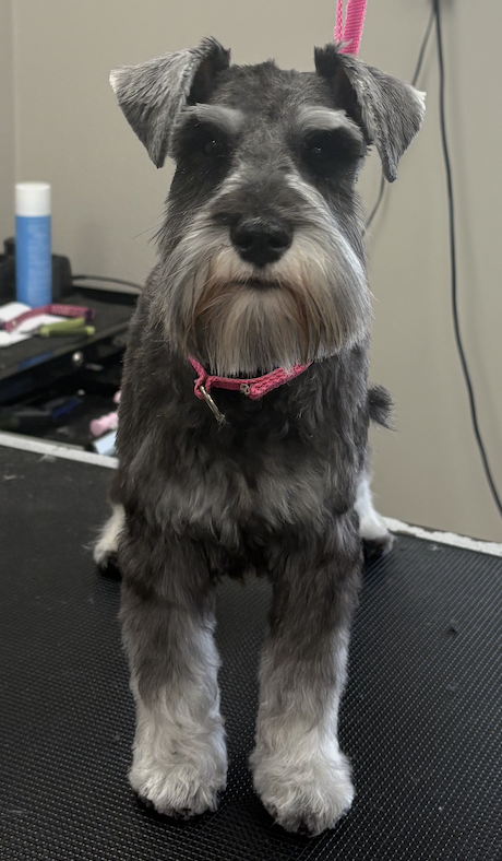 Schnauzer with floral bow after grooming