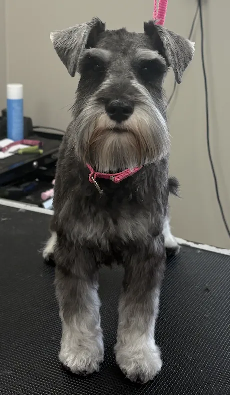 Schnauzer with floral bow after grooming