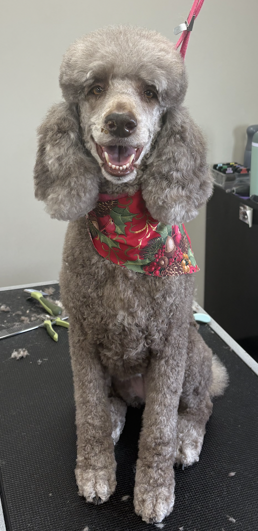 Black scottie dog after grooming
