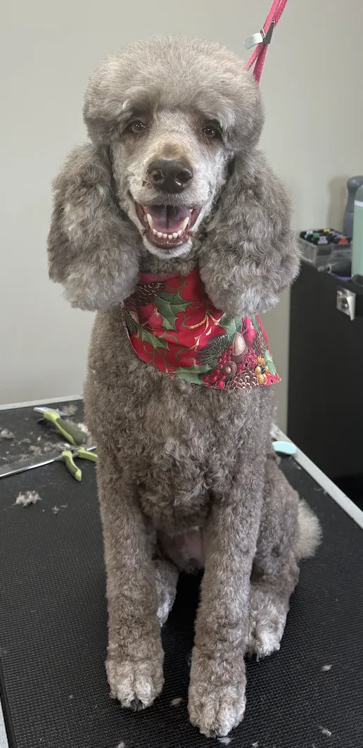 Black scottie dog after grooming