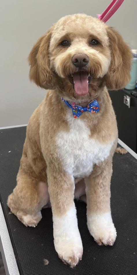 Small gray and white dog after grooming