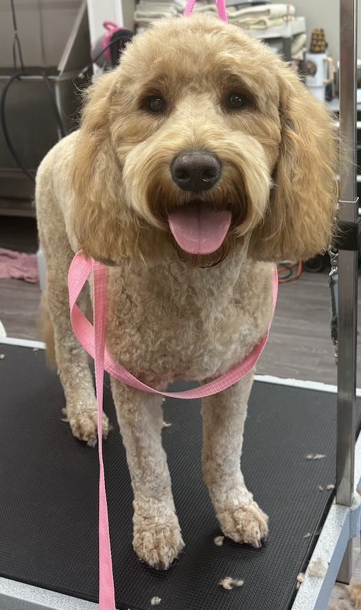 White and gray dog wearing a yellow bow tie after grooming