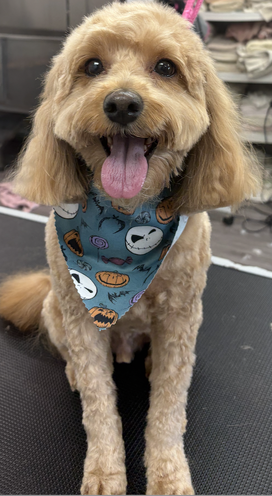 Black and tan dog after grooming